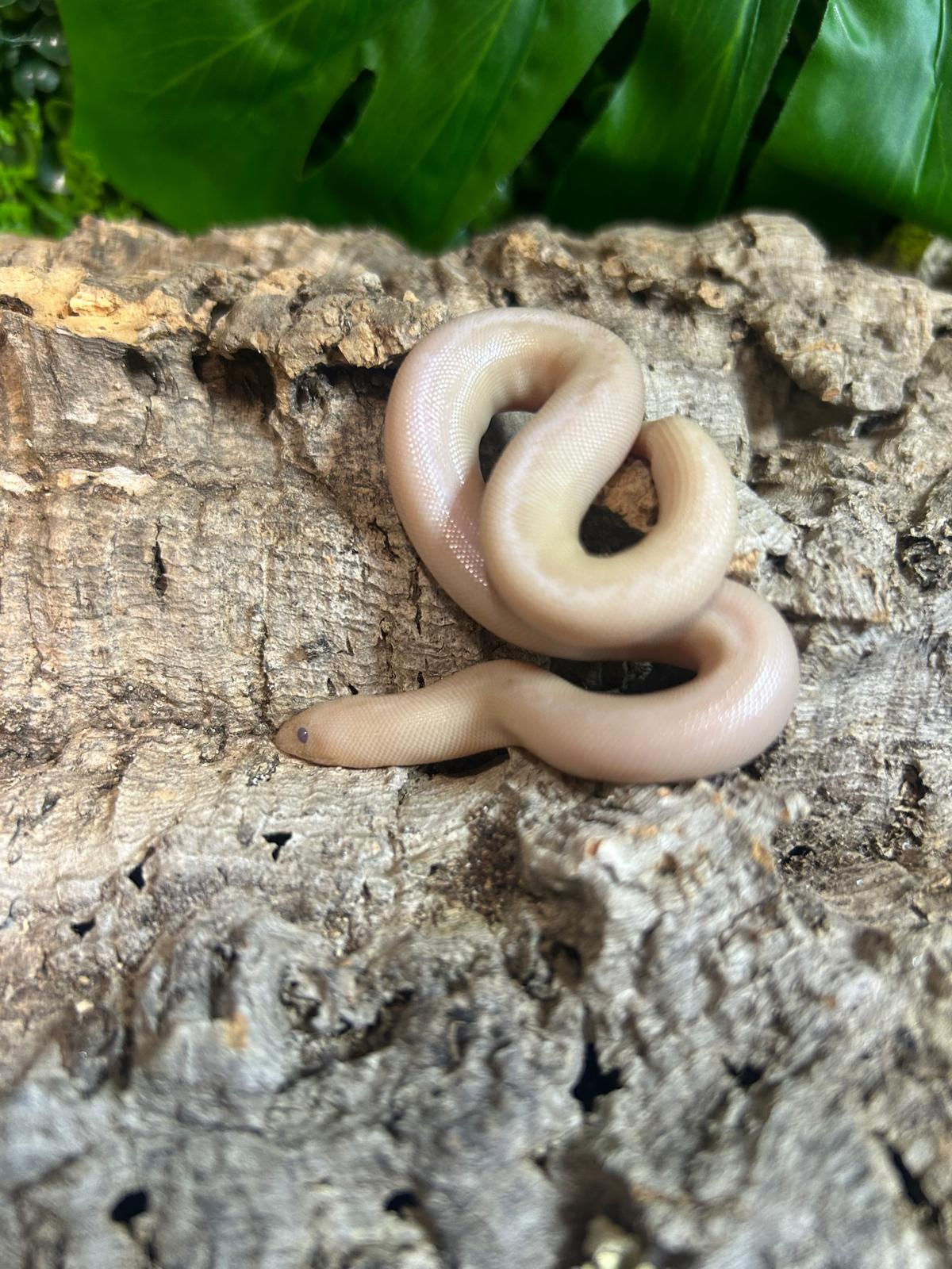 Snow Stripe Sand Boa (Free Shipping over £750)