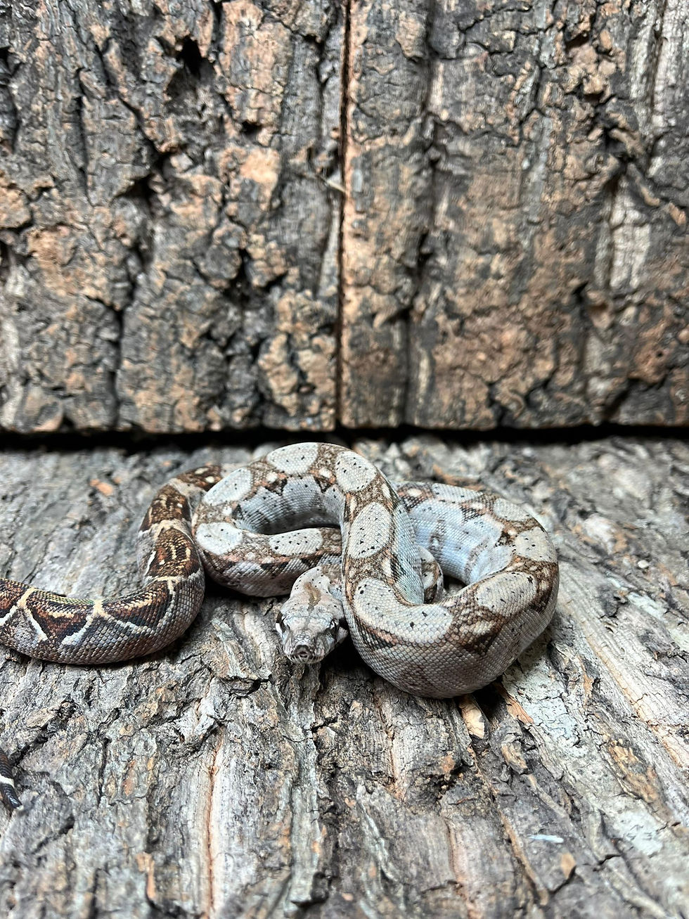 Thumbnail: Crawl Cay Dwarf Boa (Free Shipping over £750)