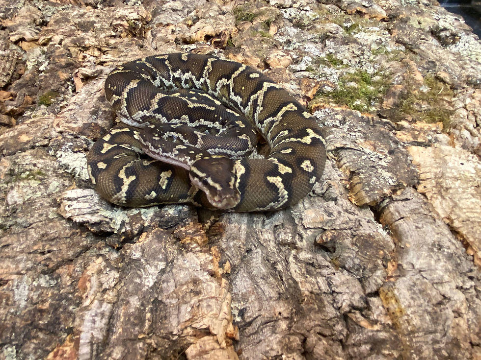 Snakes | Birmingham Reptiles and Pets | England 2/7