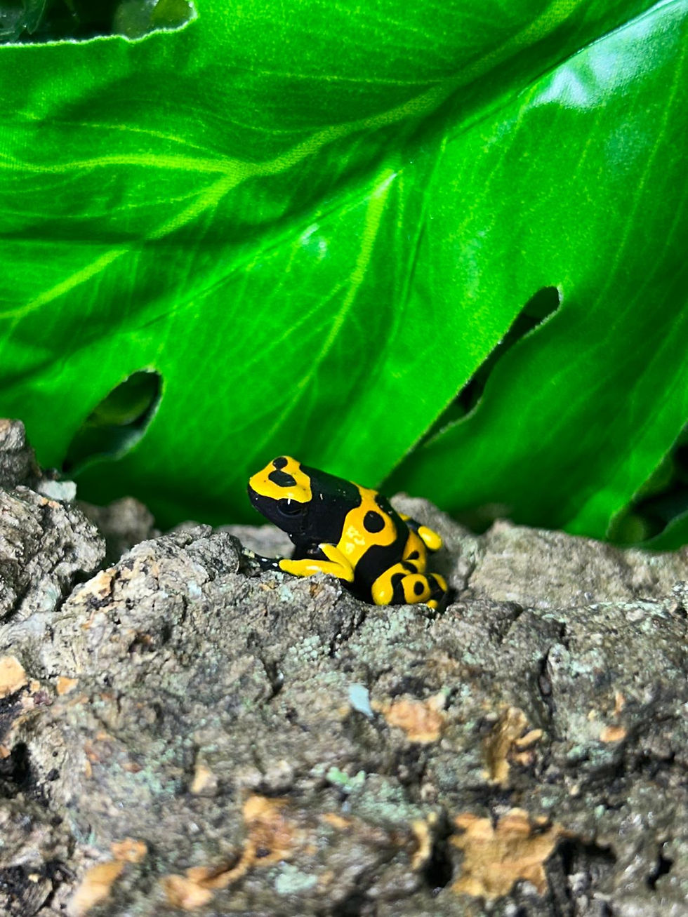Thumbnail: BumbleBee Dart Frogs