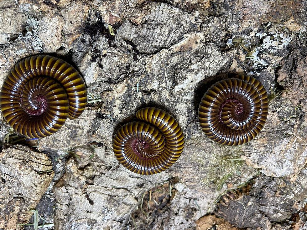 Thumbnail: Rosy Leg Millipede