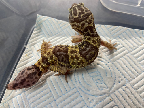 Northampton Reptile Centre Erdington Reptile Shop Kittens For Sale