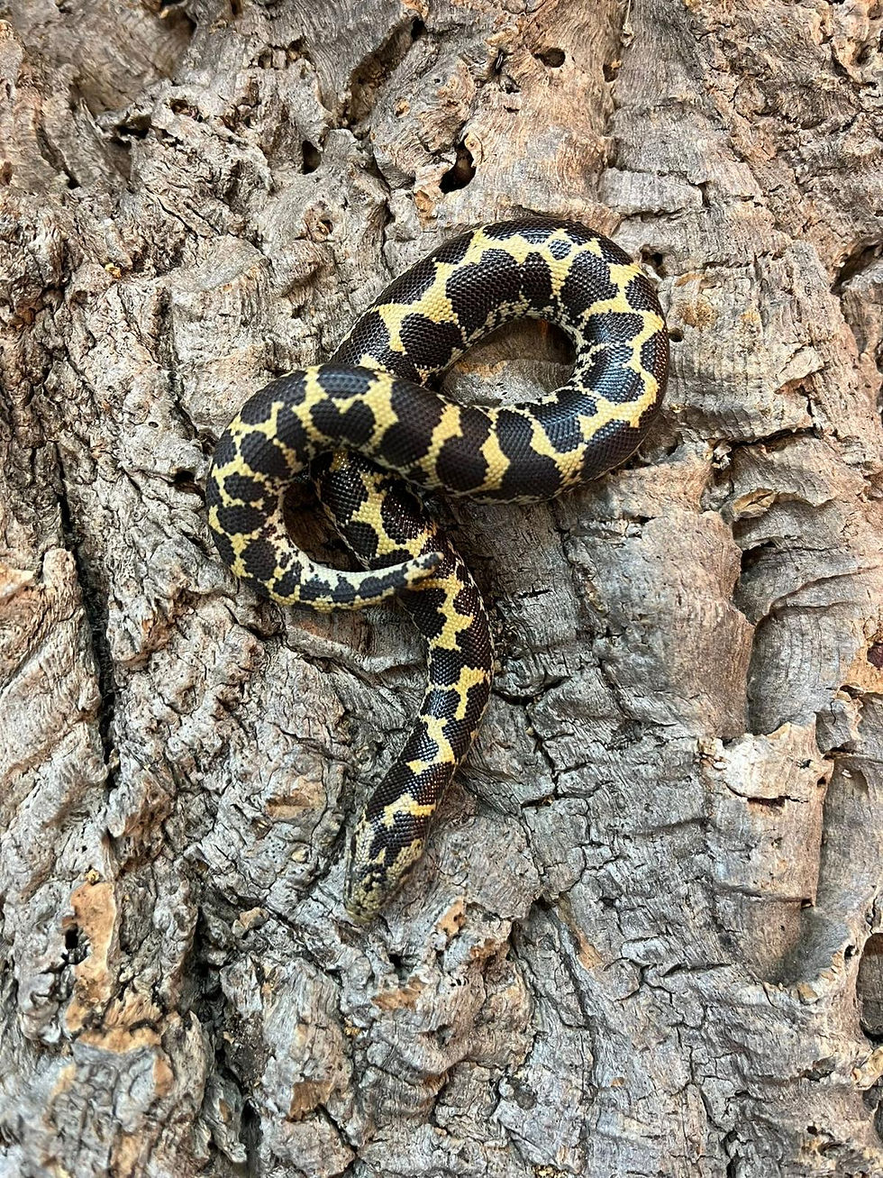 Thumbnail: Kenyan Sand Boa