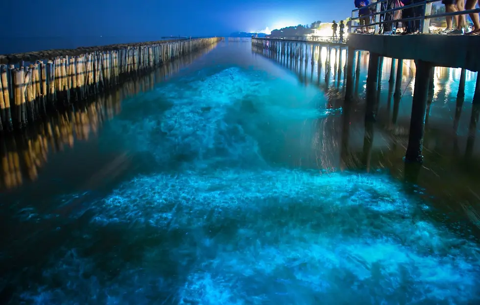 Uno dei più famosi esempi di QS, ce produce lo spettacolare fenomeno della bioluminescenza (qui illumina il mare di Puerto Rico) - fonte Iberia Joven https://joven.iberia.com/it/lo-spettacolare-fenomeno-della-bioluminescenza-che-illumina-il-mare-di-puerto-rico/