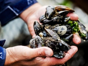 🐚 Microplastiche e Nanoplastiche nei Mitili del Salento: Uno Studio Rivelatore dal Laboratorio di Chimica Analitica e il Laboratorio di Spettrometria di Massa Analitica (Università del Salento)🔬