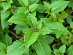 Poison Ivy Rash: What to Do, What to Avoid, and When to Get Medical Care