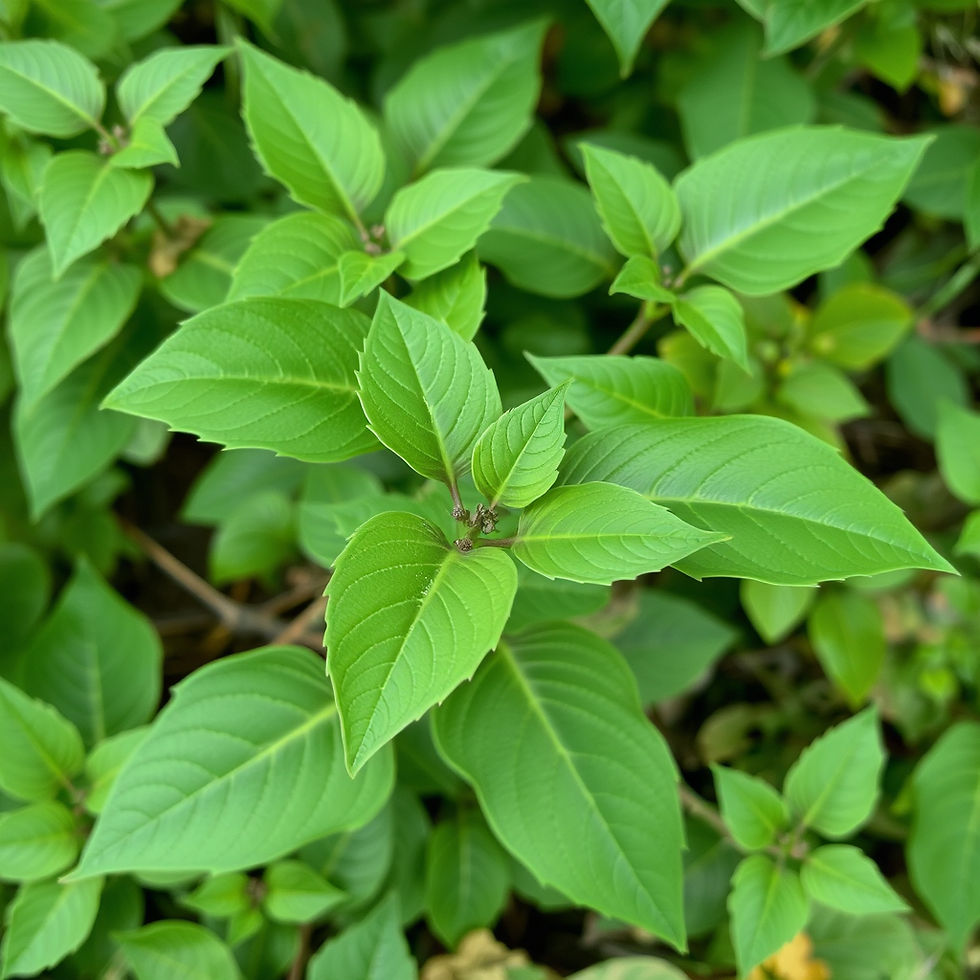 Poison Ivy Rash: What to Do, What to Avoid, and When to Get Medical Care