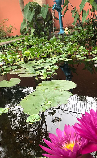 Plantas acuáticas y estanques en Asunción Paraguay