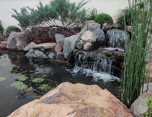 Estanque japonés, jardín japones, cascada, nenúfares, koi, plantas acuáticas