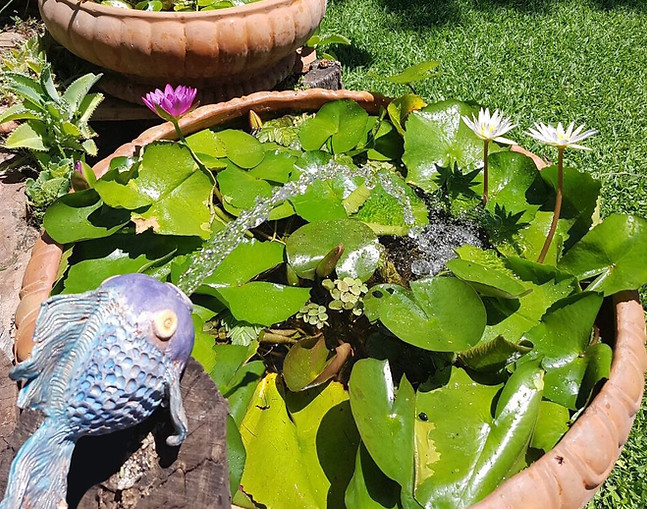 Mini estanques con flores de loto y nenúfares. Paraguay