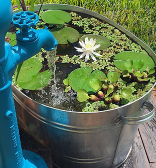 Mini estanque, jardín silvestre, paisajismo acuático, flor de loto, nenúfares