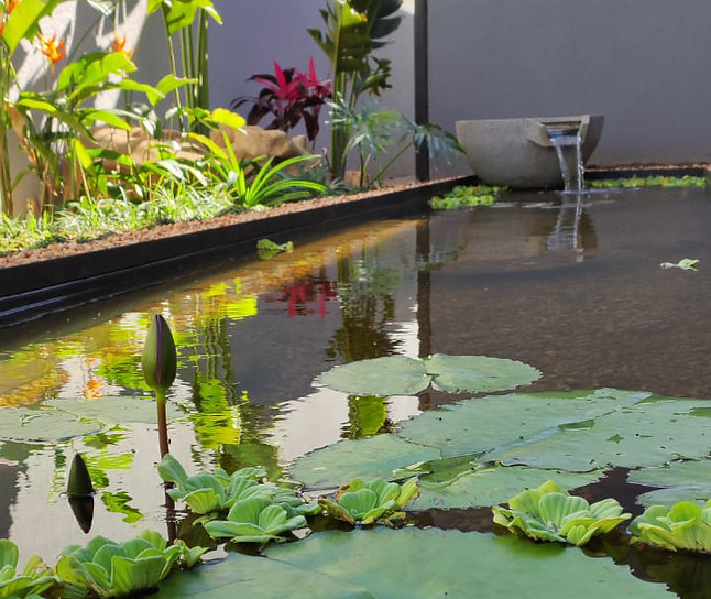 Plantas acuáticas y estanques en Asunción Paraguay