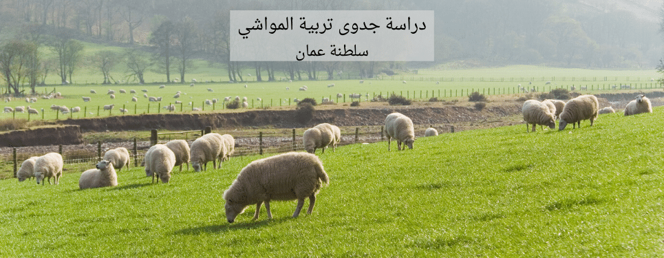 دراسة جدوى تجارة المواشي.png