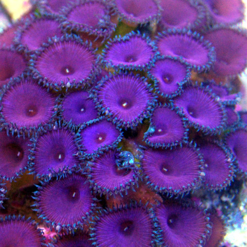 Resultado de imagem para palythoa PURPLE DEATH