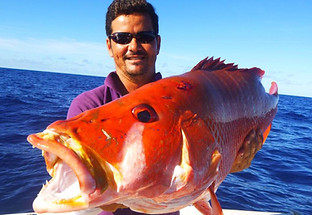 Caranha Pescado em Itacaré Bahia
