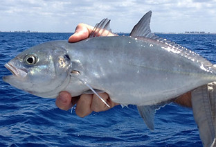 Carapau Pescado em Itacaré Bahia