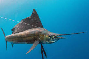 Sailfish pescado em intacaré bahia