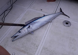 Cavala Wahoo Pescado em Itacaré Bahia