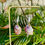 Thumbnail: Chama Coralloide Shells with White Glass Beads