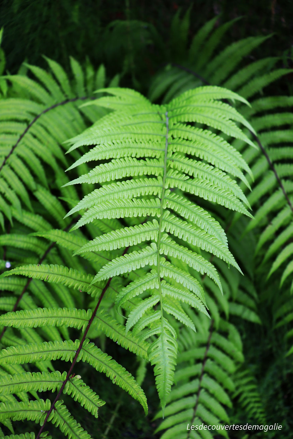 Levada Moinho levada nova madère madeira randonnée ponta do sol lombada blog voyage lesdecouvertesdemagalie