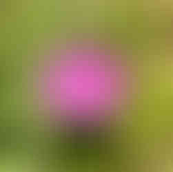 randonnée hauteurs de Hyères les Palmiers Var PACA dogfriendly vue mer chateau blog lesdecouvertesdemagalie