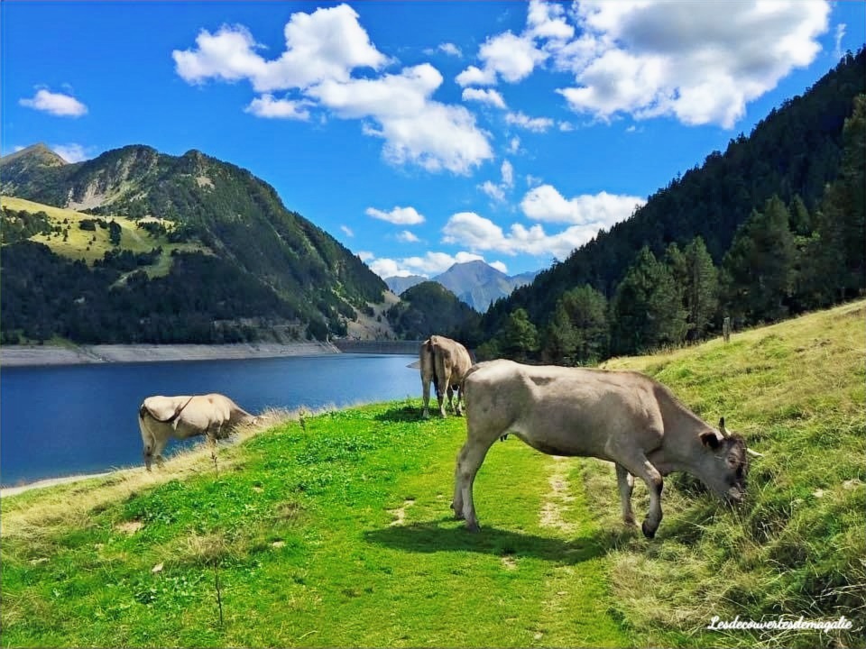 vache et pature lac de l'oule randonnée lac d'oule hautes pyrénées occitanie réserve naturelle de néouvielle sud de la france lac de montagne blog voyage lesdecouvertesdemagalie vallée d'aure
