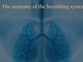 The anatomy of the breathing system