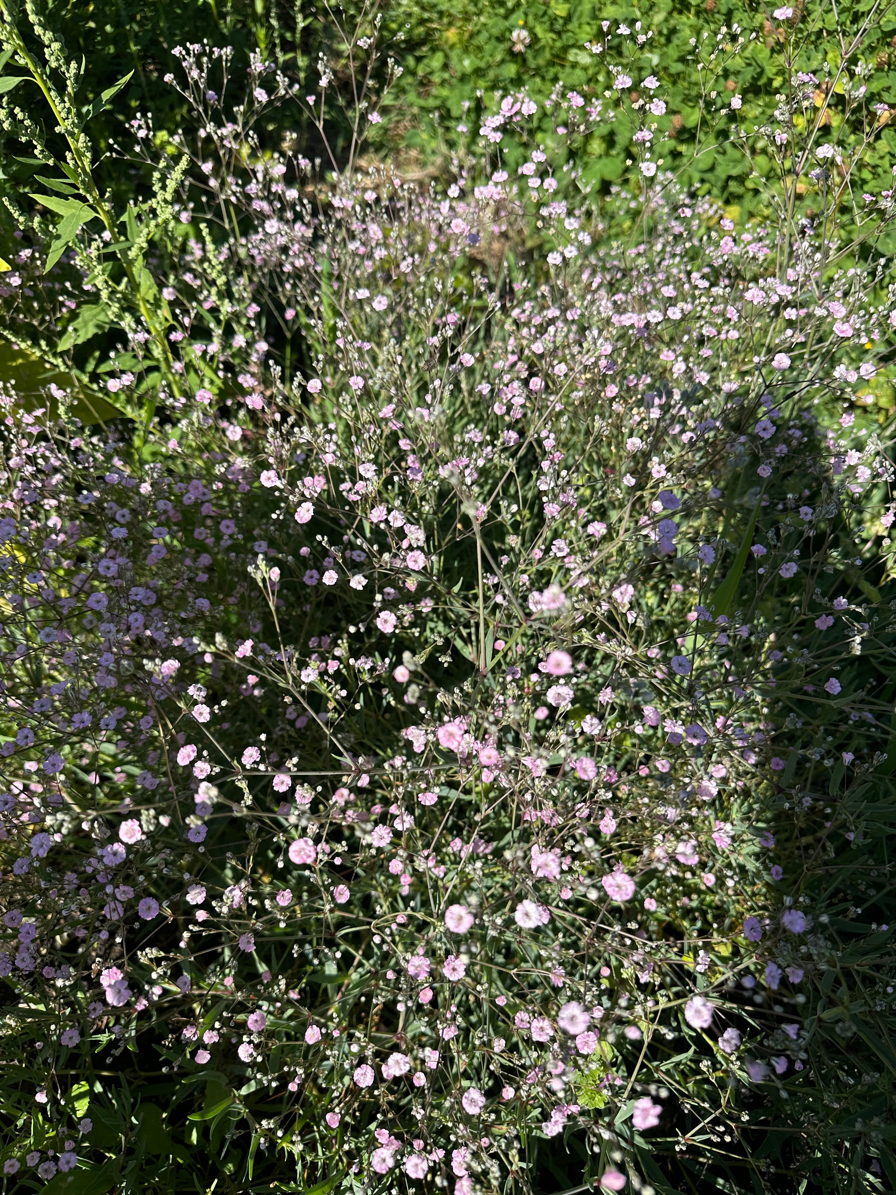 PINK GYPSOPHILA