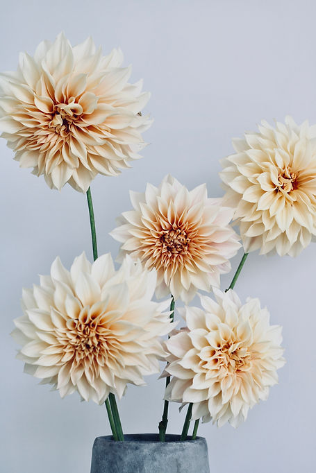 Cafe au lait dahlias