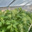 Thumbnail: GREEN TAIL AMARANTHUS