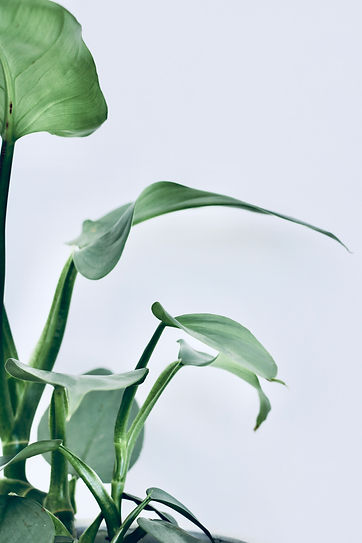Indoor plant, silver sword