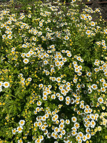 IMG_2591.jpeg