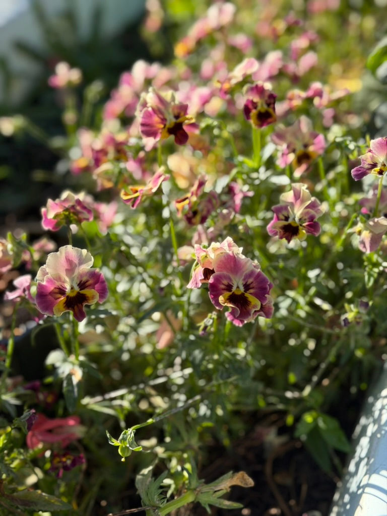 Thumbnail: Mix of Frizzle Sizzle Pansies