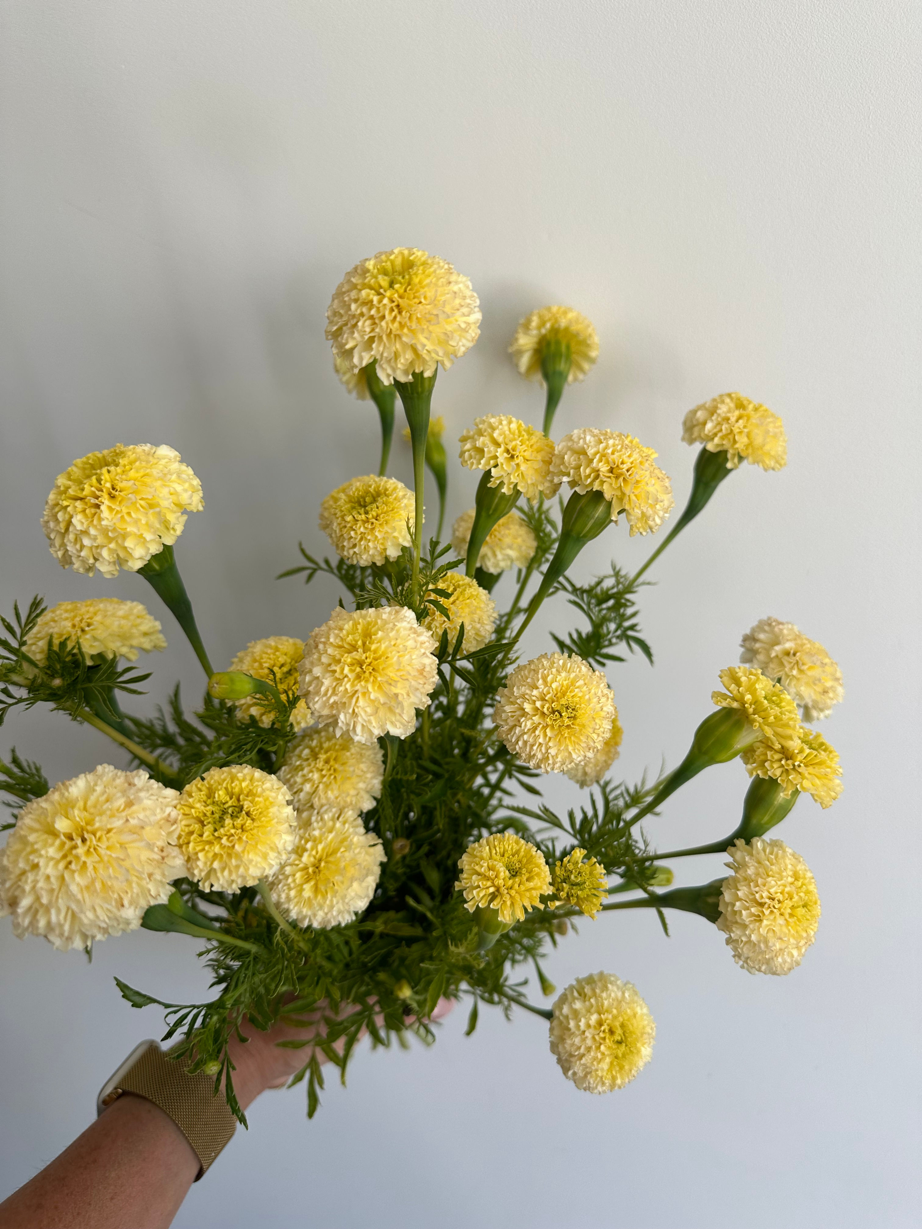 LEMON MARIGOLDS