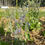 Thumbnail: SEA HOLLY - ERYNGIUM