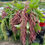 Thumbnail: CORAL AMARANTHUS