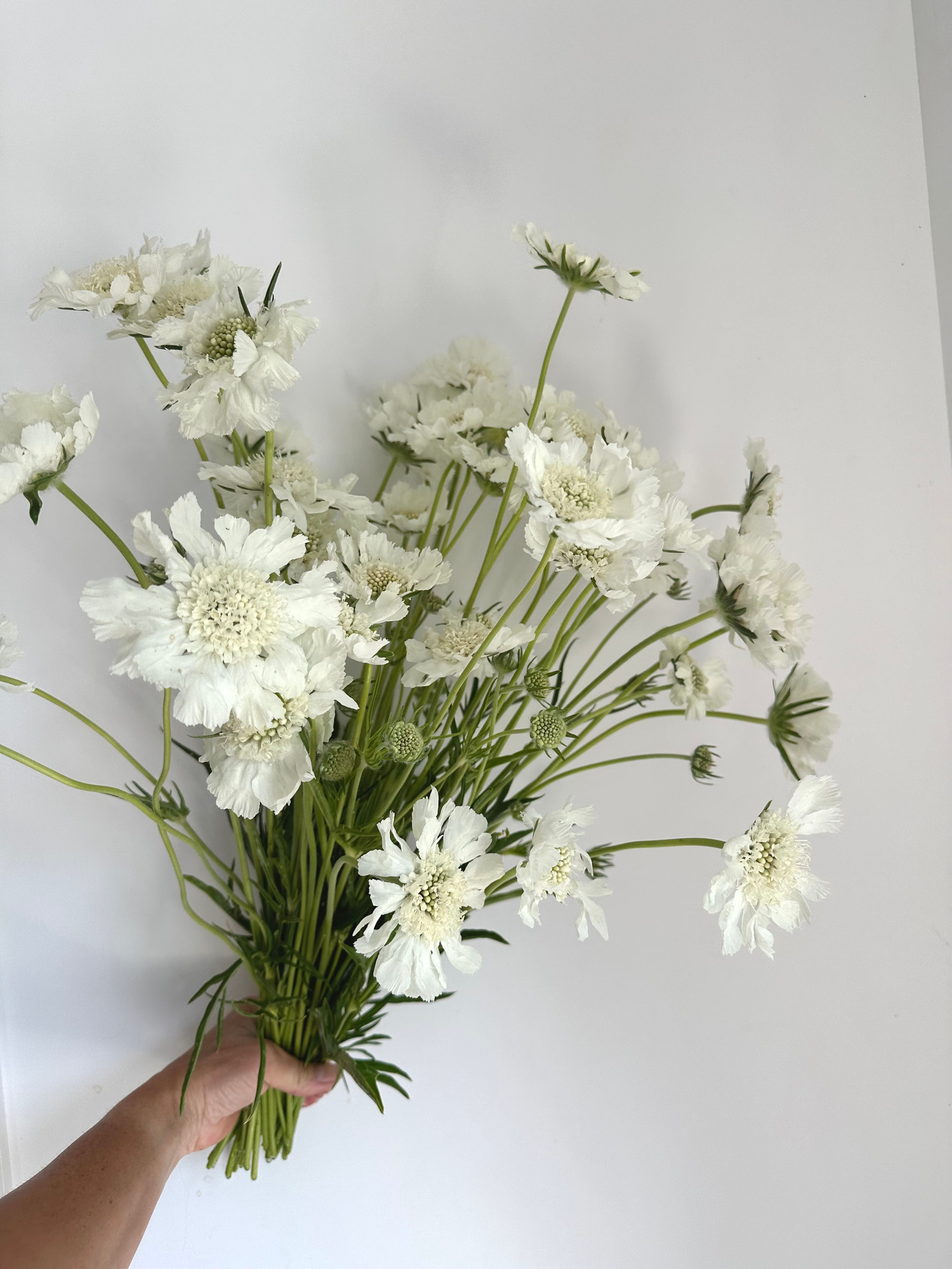 FAMA WHITE SCABIOSA