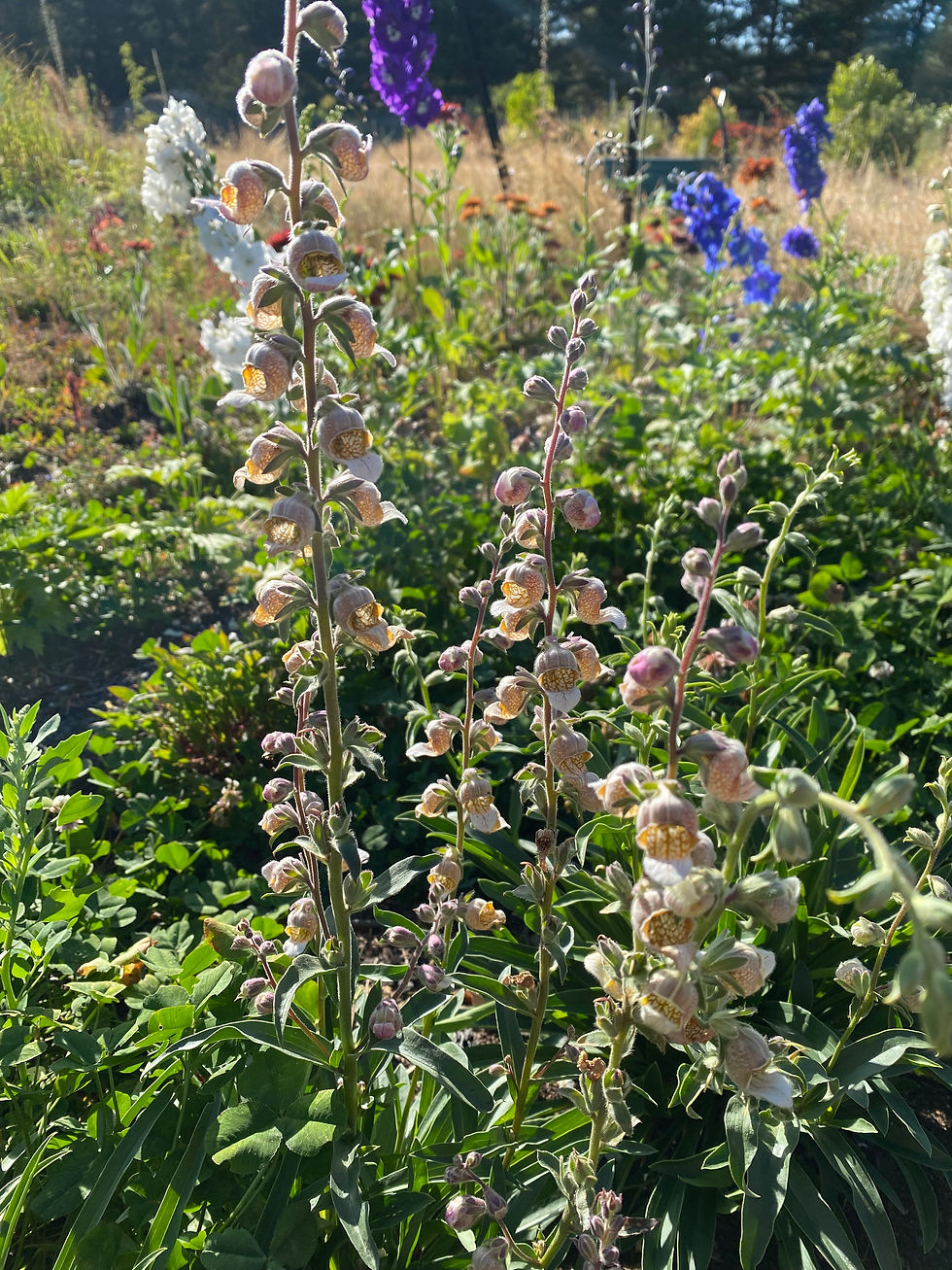 Thumbnail: CAFE CREME FOXGLOVES