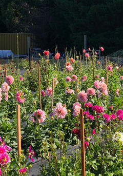 Flower farmer wanaka