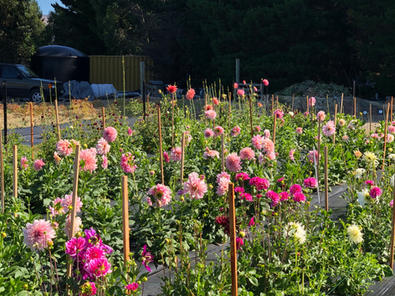 Flower farmer wanaka