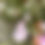 Thumbnail: AGROSTEMMA - CORNCOCKLE - PALE PINK