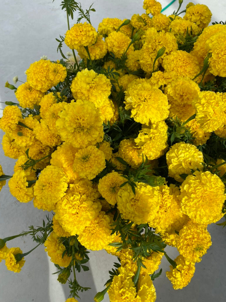 Thumbnail: YELLOW MARIGOLDS