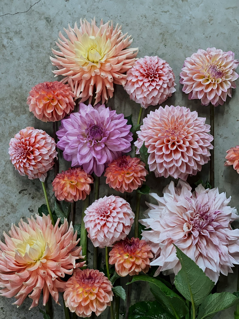 Mixed dahlia blooms grown in wanaka New