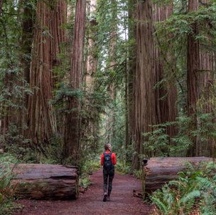 9 Most Awe-Inspiring Things to do in Redwood National Park