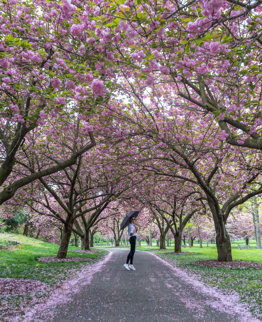 cherry blossom festival NYC. Cherry Blossom Festival Brooklyn