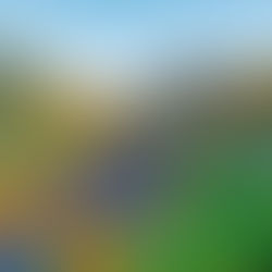 Orange and Purple Poppies Exploding at Walker Canyon: California Super Bloom