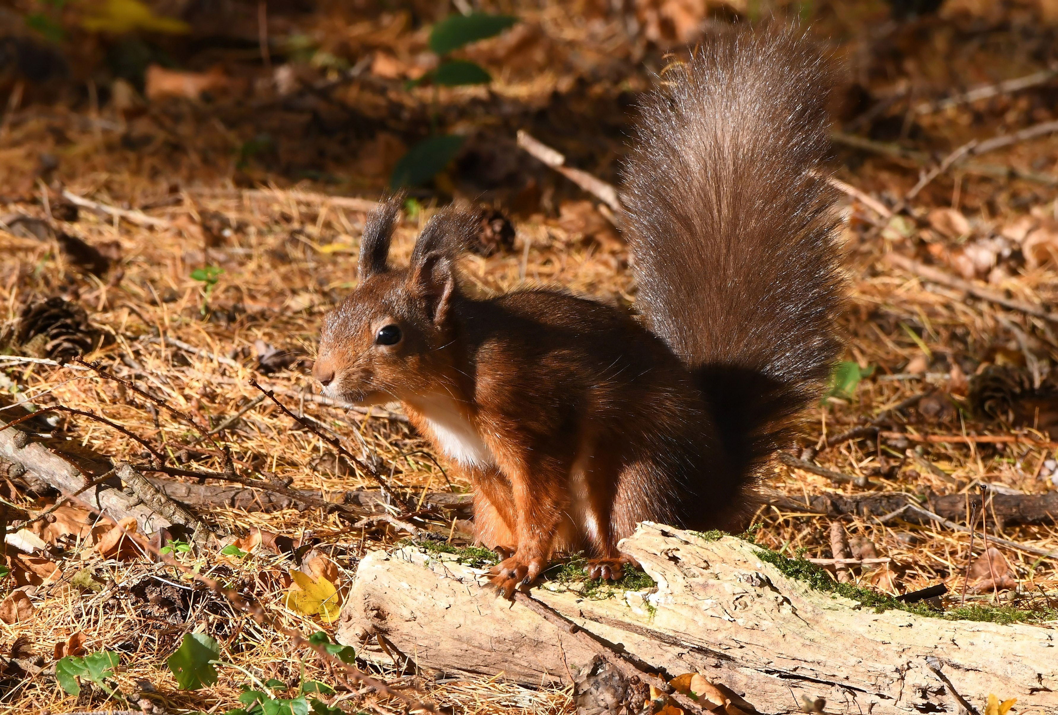 RED SQUIRREL
