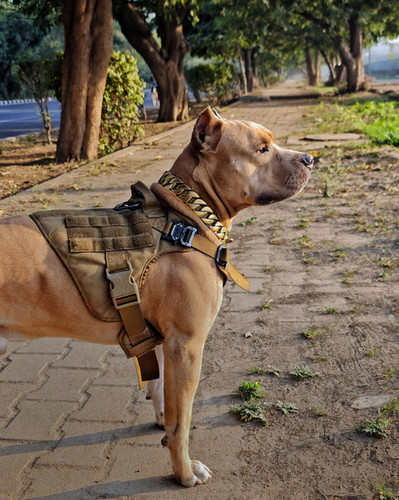 Tactical Dog Harness For Bully Breeds Dog Harness Military Dog