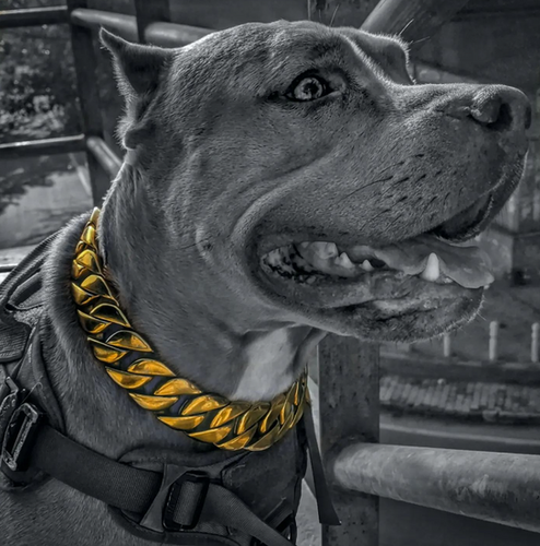 Big Dog Chains India Cuban Steel Collar 32MM Wide Amanandbully