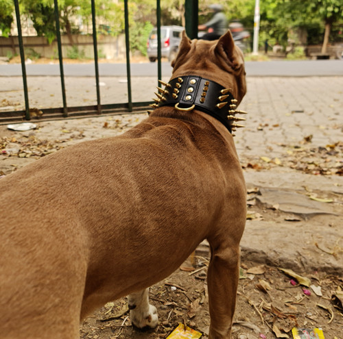 Dog Collar Xxl 2inch Wide Skull Spiked Studded Leather Large Dog